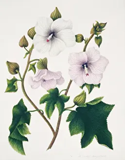 Malvales: Hibiscus angulosus, wild hibiscus