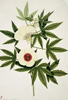 Leaved: Hibiscus canabinus, kenaf