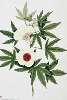 Leaved: Hibiscus cannabinus, kenaf