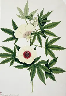Leaved: Hibiscus cannabinus, kenaf