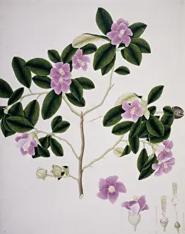 Malvales: Hibiscus cf. syriacus, Syrian rose
