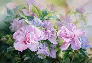 Hibiscus " double