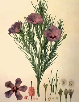 Hibiscus: Hibiscus filifolius