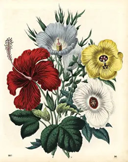 Manihot: Hibiscus flowers