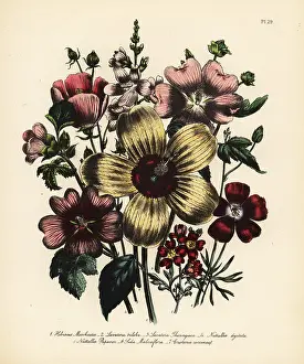 Humphreys: Hibiscus and Lavatera species