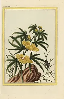 Chinoiserie: Hibiscus manihot, Abelmoschus manihot