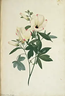 Polydore: Hibiscus meraukensis