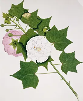 Mutabilis: Hibiscus mutabilis, cotton rose