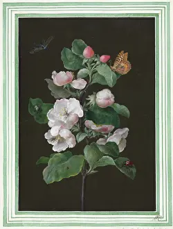 Eudicot: Hibiscus mutabilis, Cotton rose