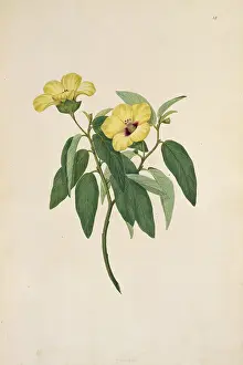 Polydore: Hibiscus normanii