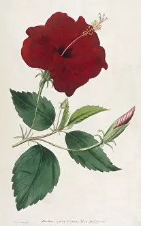 Sinensis: Hibiscus Rosa Sinensis