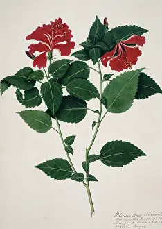 Sinensis: Hibiscus rosa-sinensis, China rose