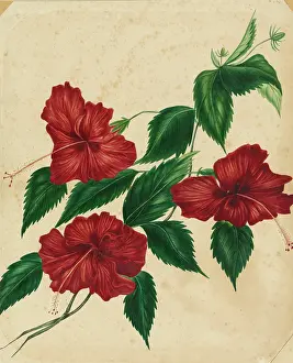 Sinensis: Hibiscus rosa-sinensis, hibiscus