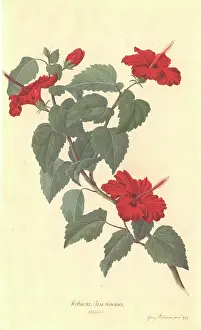Sinensis: Hibiscus rosa-sinensis, rose of China