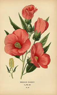 Roseus: Hibiscus roseus