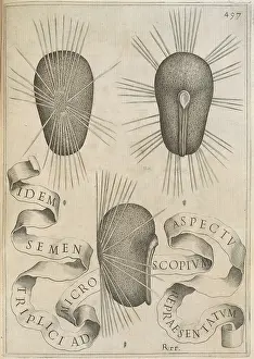 Ferrari: Hibiscus seeds