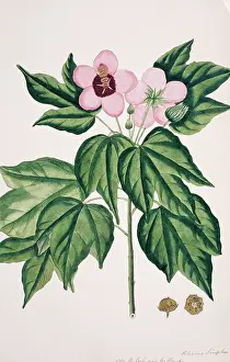 Malvales: Hibiscus simplex, Chinese parasol tree