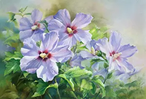 Hibiscus: Hibiscus ' single