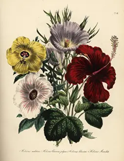 Humphreys: Hibiscus species