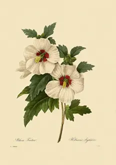 Redoute: Hibiscus syriacus