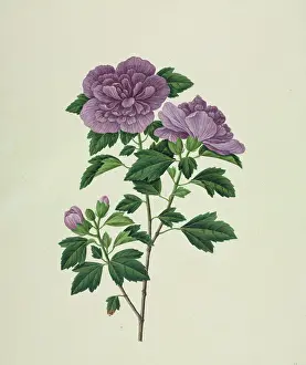 Althea: Hibiscus syriacus, rose of Sharon