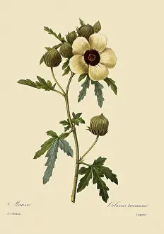 Redoute: Hibiscus trionum
