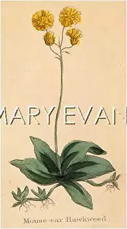 Hawkweed: HIERACIUM PILOSELLA