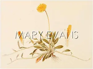 Hawkweed: HIERACIUM PILOSELLA