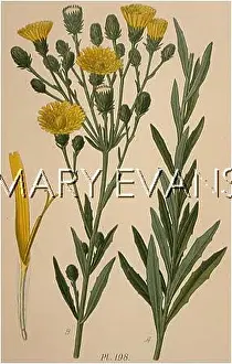 Umbellatum: HIERACIUM UMBELLATUM