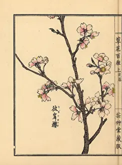 Yamada: Higan cherry blossom, Prunus pendula