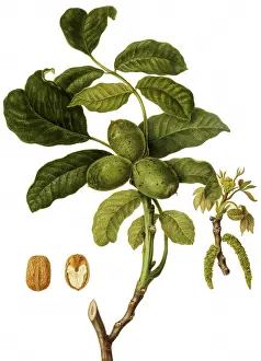 Regia: High-Flyer Walnut
