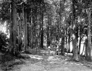 Wycombe: High Wycombe, the Beeches 1921