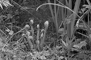 Fronds: Highgate Cemetery