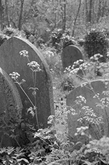 Parsley: Highgate Cemetery