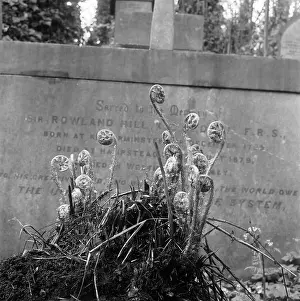 Fronds: Highgate Cemetery