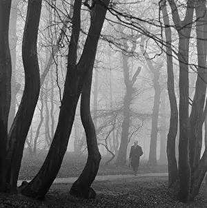 Highgate Wood
