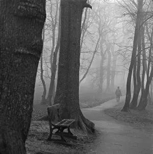 Highgate Wood