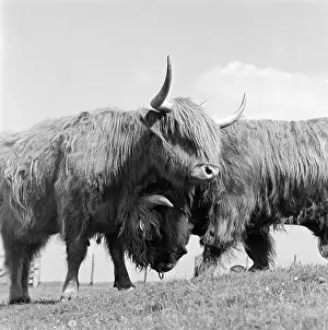 Ramming: Highland Cattle