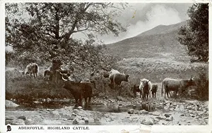 Lomond: Highland Cattle, Aberfoyle, Stirlingshire