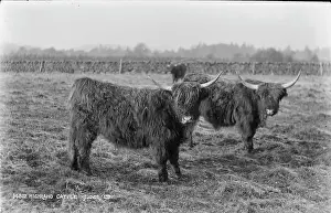 Shaggy: Highland Cattle in a Field