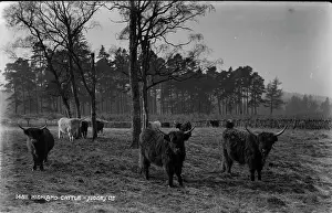 Shaggy: Highland Cattle in a Misty Landscape