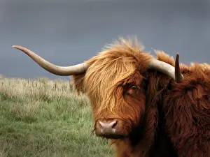 Shaggy: A Highland cow, Scotland