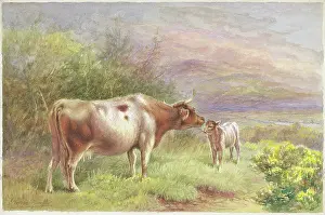 Rankin: Highland Cows and Calf
