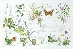 Candlestick: Highland Plants ' with moth & bird's egg