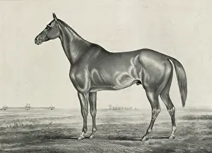 Glencoe: Highlander, by Glencoe, dam Castanet, by Monarch