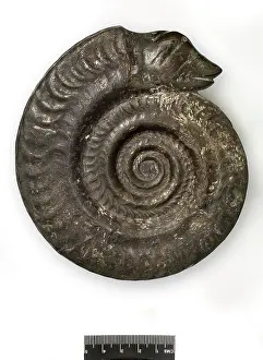 Ammonite: Hildoceras bifrons, snakestone ammonite