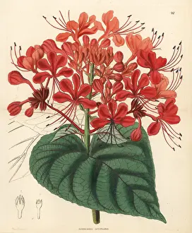 Bower: Hill glory bower, Clerodendrum infortunatum