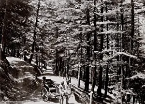 Rickshaw: Hillside view, rickshaw, Simla, Shimla, India