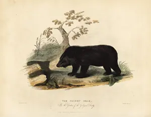 Smellie: Himalayan black bear, Ursus thibetanus laniger