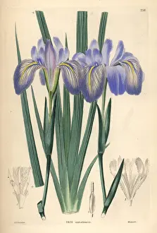 Nepalensis: Himalayan iris, Iris decora